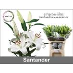 Lilium Liilia OR Santander 95cm