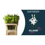 Lilium Liilia OR Santander 95cm
