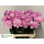 Dahlia Daalia Karma Prospero 70cm