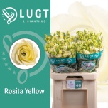 Eustoma Preeriakell Rosita Yellow (Lugt Lisianthus)