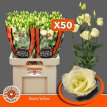 Eustoma Preeriakell Rosita Yellow (Maaszicht, Kwekerij)
