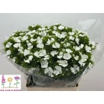 Dianthus Nelk BR Sweet William White 60cm*10