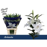 Lilium Liilia OR Ariosto 100cm