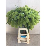 Setaria It Sanneyara 75cm