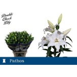 Lilium Liilia OR Pathos 100cm