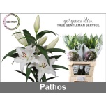 Lilium Liilia OR Pathos 90cm