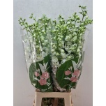 Delphinium Kukekannus Aurora White 80cm