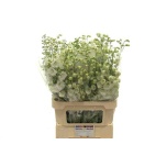 Delphinium Kukekannus Aurora White 90cm