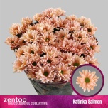 Chrysanthemum Krüsanteem SP Katinka Salmon*5
