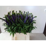 Veronica Christa 50cm
