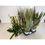 Brassia summ dream 12cm