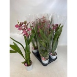 Brassia summ dream 12cm