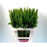 Amaranthus Rebashein Green Thumb 65cm