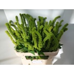 Amaranthus Rebashein Green Thumb 75cm