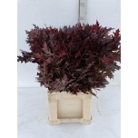 Quercus palustris Tammeoks paint 75cm tk
