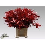 Quercus palustris Tammeoks paint 80cm