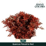 Quercus palustris Tammeoks paint 80cm*20