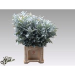 Quercus palustris Tammeoks paint 80cm