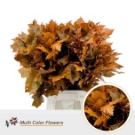 Quercus Tammeoks paint Orange 50cm (tk)*20