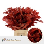 Quercus Tammeoks paint Red 50cm (tk)*20
