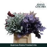 Quercus Tammeoks paint 60cm (tk)*20