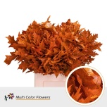 Quercus Tammeoks paint Orange 60cm (tk)*20