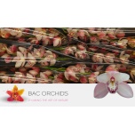 Cymbidium Tsümbiidium summer magic pink 80cm