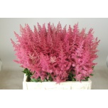 Astilbe Else Schluc 55cm