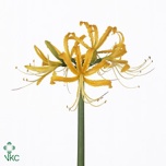 Lycorus Õnneliilia Golden Dragon 60cm