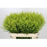 Solidago Kuldvits Tara 70cm