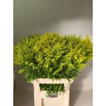 Solidago Kuldvits Tara 80cm