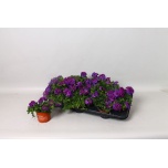 Verbena Raudürt magelana dark blue 10,5cm