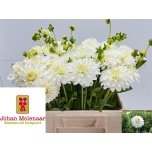 Dahlia Daalia Snowcap 55cm	