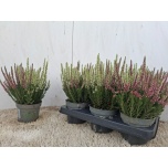 Calluna vulg Kanarbik beauty-ladies mix 2 col 12cm