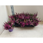 Calluna vulg Kanarbik beauty-ladies mix 2 col 13cm