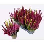 Calluna vulg Kanarbik beauty ladies mix 3 col 12cm