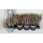 Calluna vulg Kanarbik beauty-ladies mix in pot 3 col 13cm