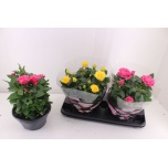 Rosa Potiroos patio-hit mixkar 23cm