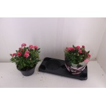 Rosa Potiroos patio-hit mixkar 23cm