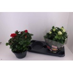 Rosa Potiroos patio-hit mixkar 23cm