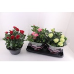 Rosa Potiroos patio-hit mixkar 23cm