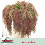 Amaranthus Rebashein Coral Fountain 90cm