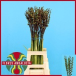 Crocosmia chasmanthe saturnus berry 90cm