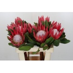 Protea Prootea King Madiba 60cm