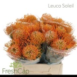 Leucospermum Nõelakera Soleil 40cm*10