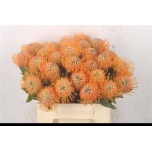 Leucospermum Nõelakera Soleil 40cm*10