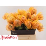 Leucospermum Nõelakera Soleil 40cm*5