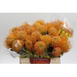 Leucospermum Nõelakera Soleil 40cm*5