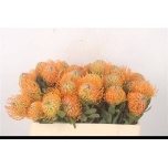 Leucospermum Nõelakera Soleil 50cm*5