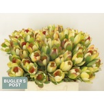 Leucadendron Valgepuu Disc Pom-pom 40cm